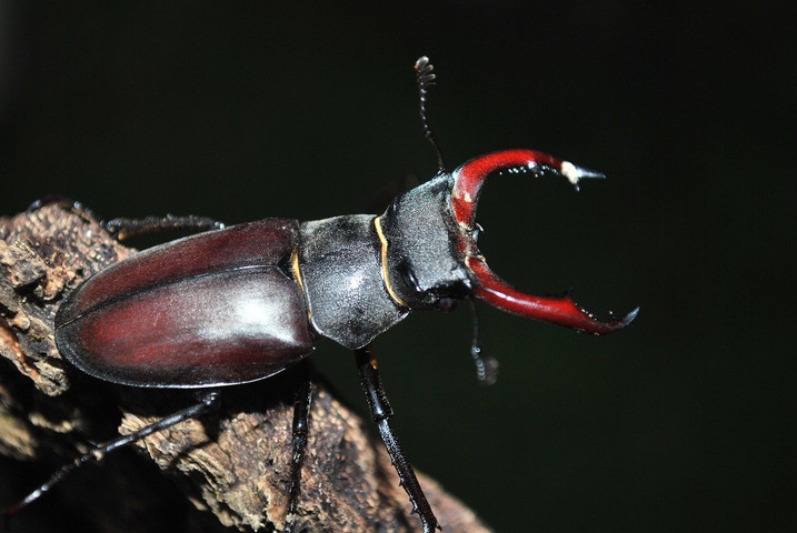 Expensive animals in the world- Stage beetle