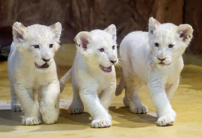 Expensive animals in the world- White lion cubs