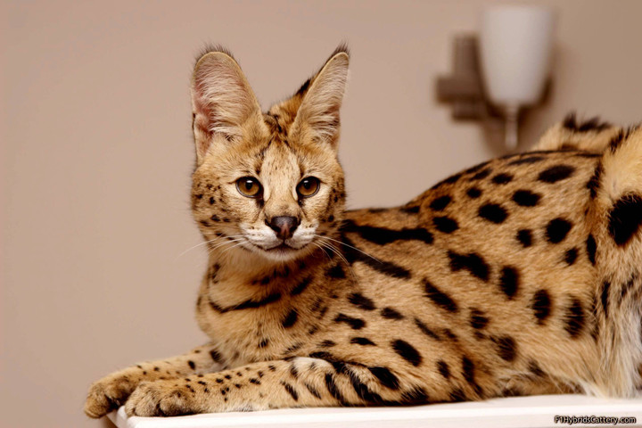 Expensive animals in the world- Savannah cat