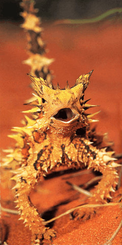 Animals that don’t drink water-Thorny Devils