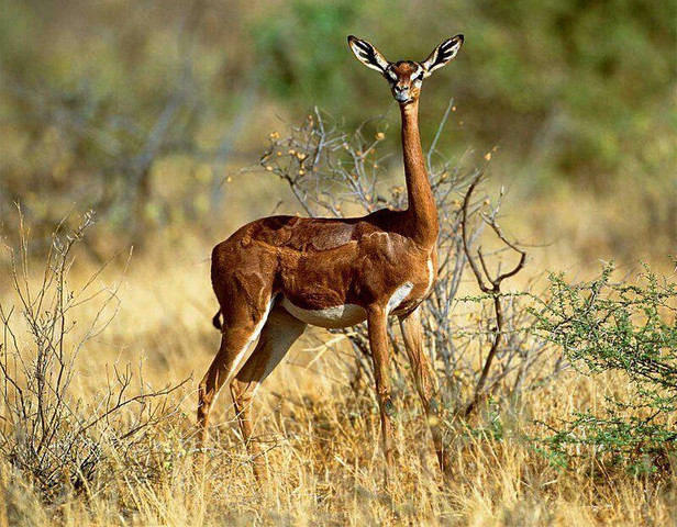 Animals that don’t drink water- Gerenuk
