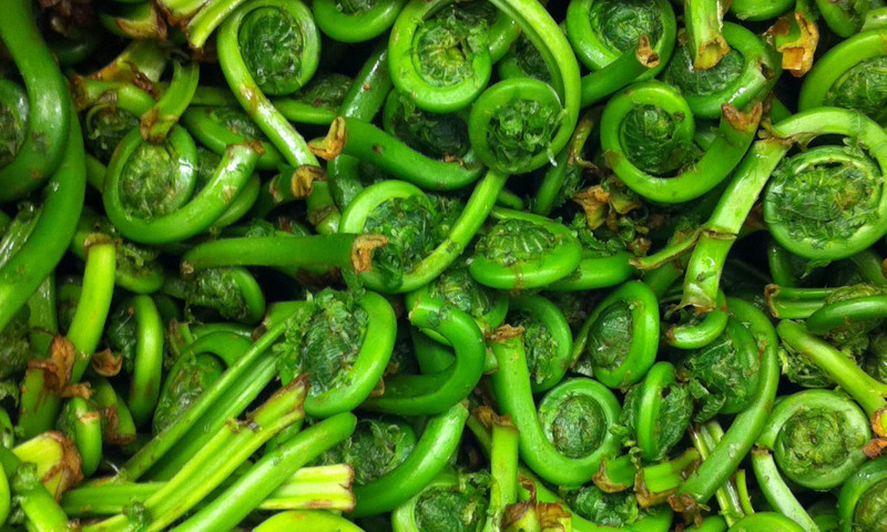 Unique and healthy vegetables- Fiddleheads