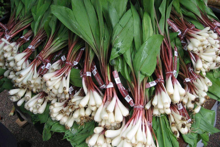 Unique and healthy vegetables- Ramps