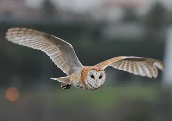 species of owls found worldwide: Barn Owl