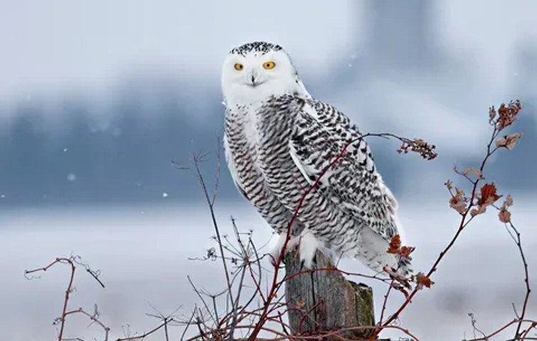 species of owls found worldwide: Snowy Owl