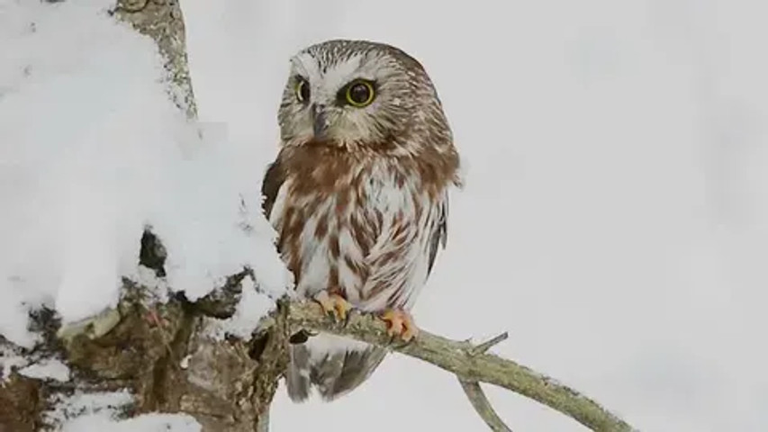 species of owls found worldwide: Northern Saw-whet Owl