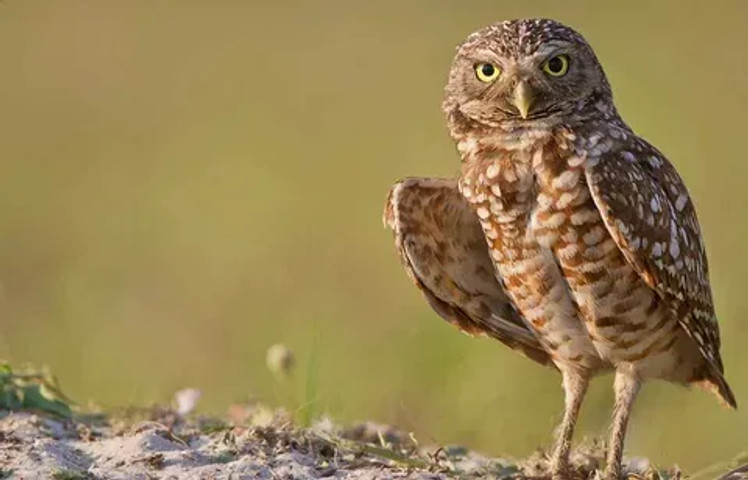 species of owls found worldwide: Burrowing Owl