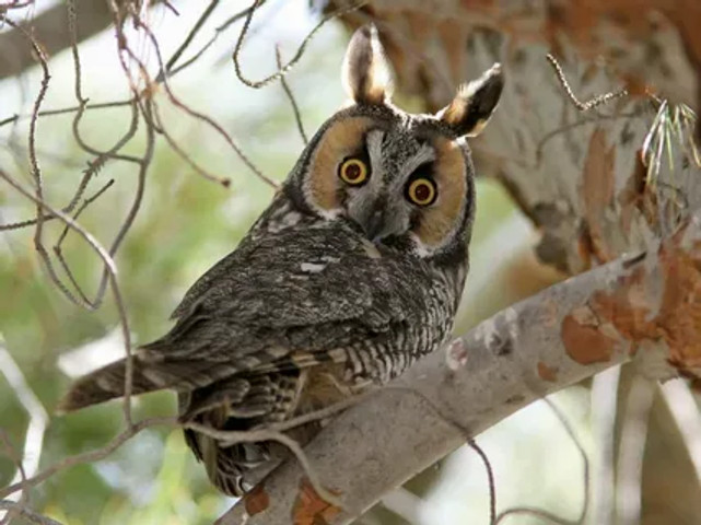 species of owls found worldwide: Long-eared Owl