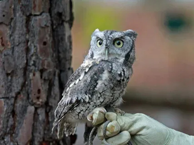 species of owls found worldwide: Eastern Screech Owl