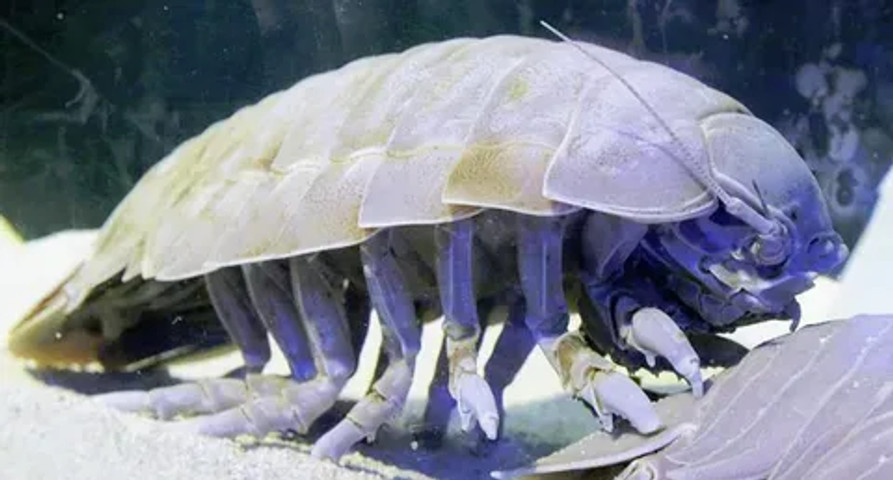 unseen or lesser-known aquatic animals: Giant Isopods