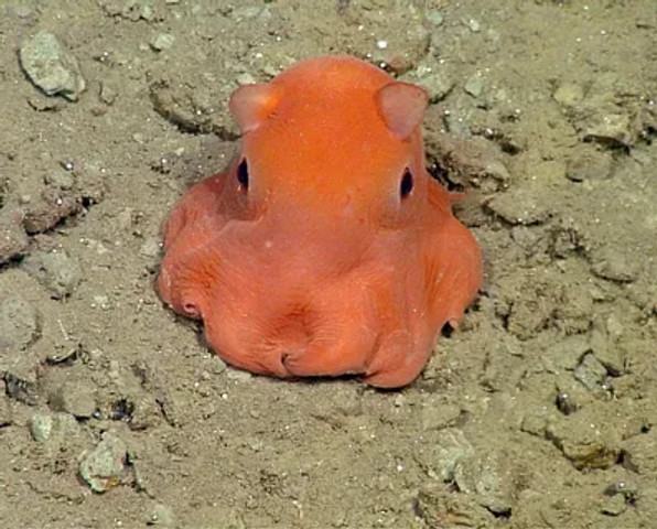 unseen or lesser-known aquatic animals: Dumbo octopus