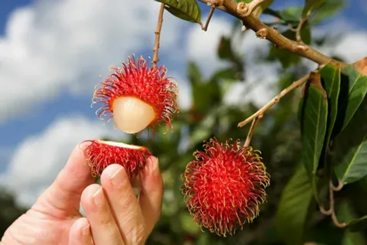 Unique fruits found around the world: Rambutan