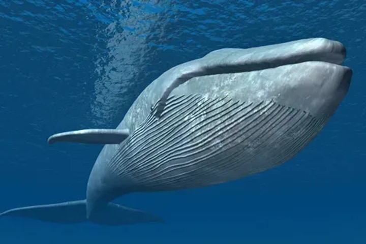 Unbelievable but true facts: Tongue of a blue whale