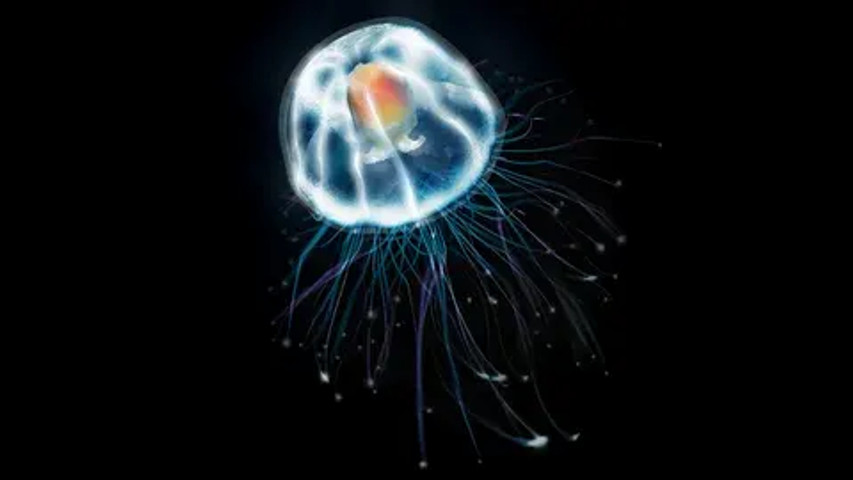 Unbelievable but true facts: Immortal jellyfish