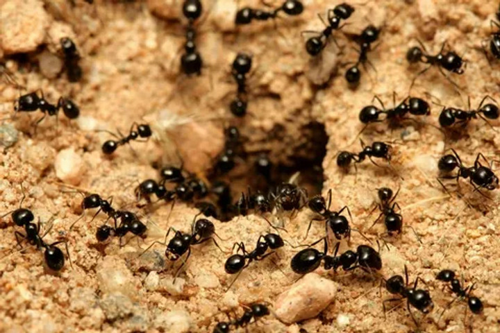 Unbelievable but true facts: Ants on Earth