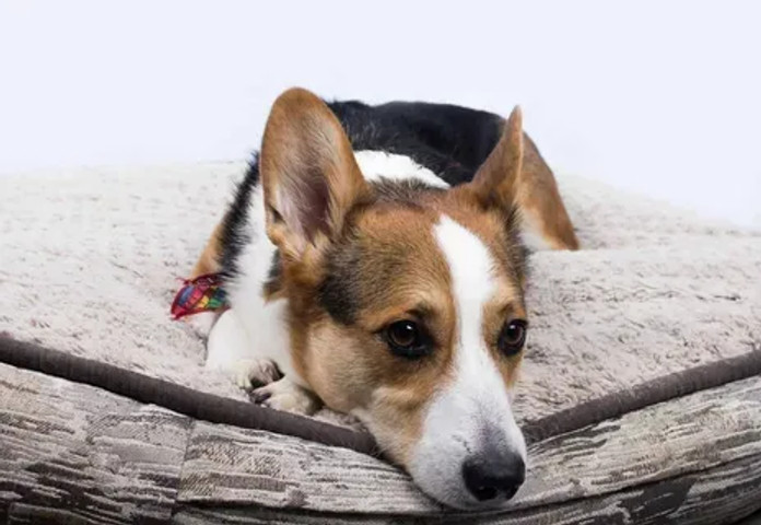 Clever dog!