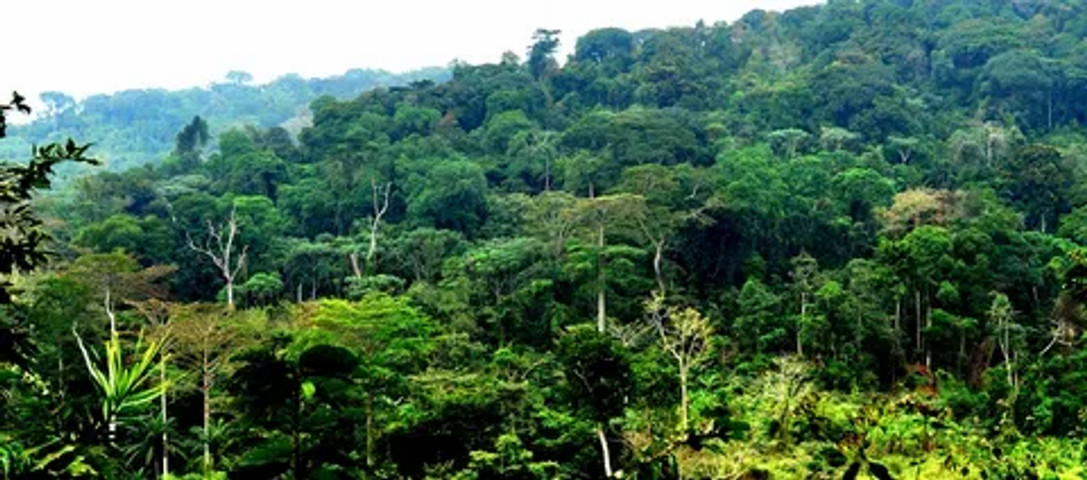 10 Biggest Forest By Area: Congo Basin
