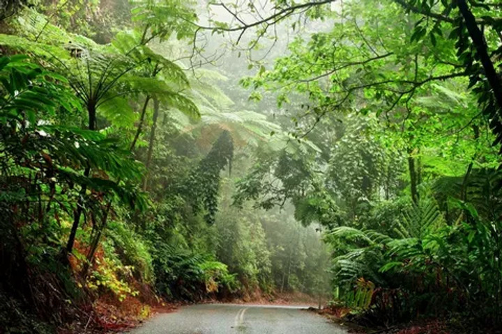 10 Biggest Forest By Area: Daintree Rainforest