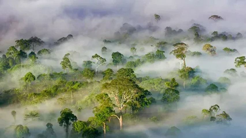 10 Biggest Forests By Area: Malaysian Borneo Rainforest