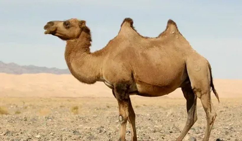 Camel has made an enemy!