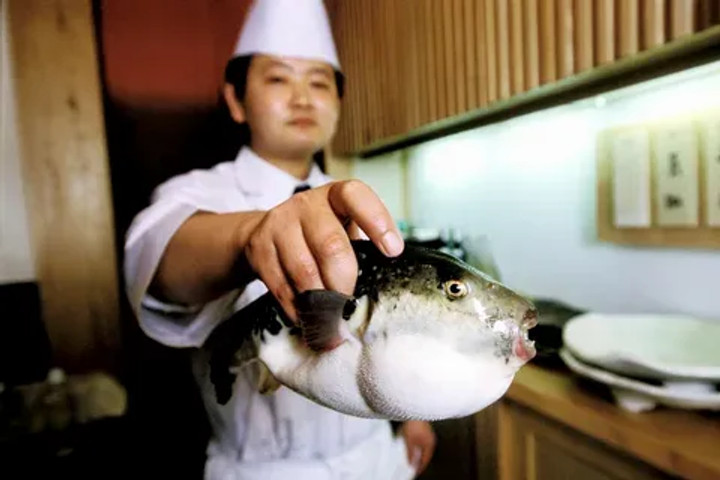 Bizarre food delicacies: Fugu