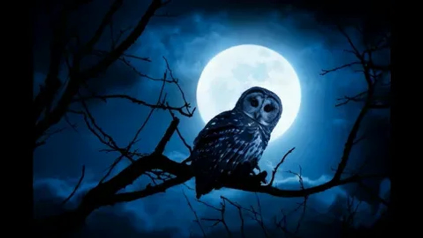 Super Weird Superstitions: Owl superstitions