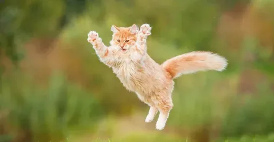 The high jump!