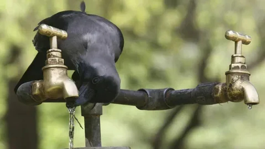 "Smartest Birds"