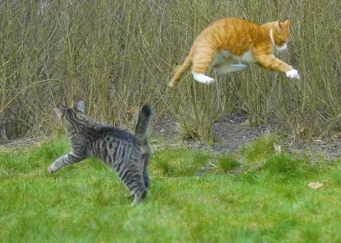 Spider Cat!