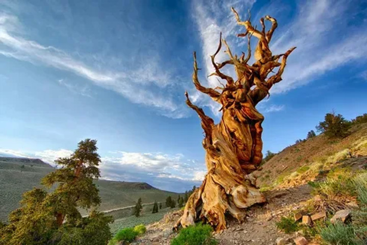 Oldest trees in the world: Methuselah
