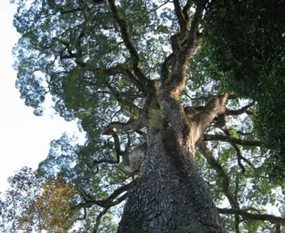 Oldest trees in the world: Patriarca da Floresta