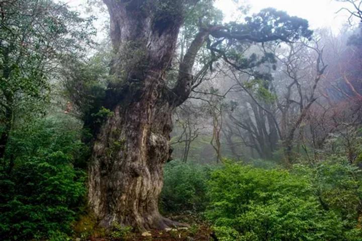 Oldest trees in the world: Jōmon Sugi