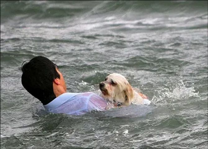 Dog Training