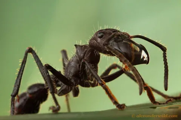 Scariest insect ever: Bullet ant