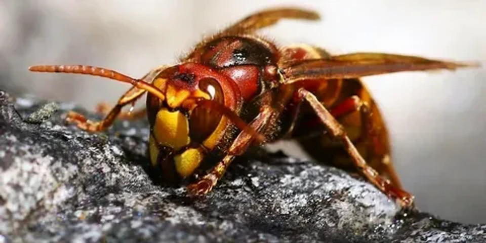 Scariest insect ever: Africanized honey bee