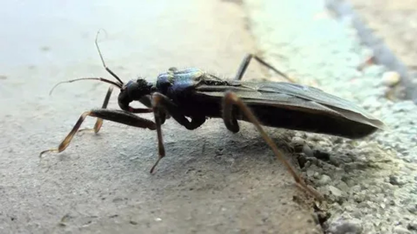 Scariest insect ever: Assassin bugs
