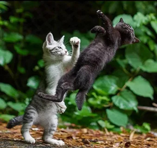 kitty got stunned!