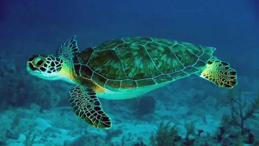 Largest species of turtles: Green Sea Turtle