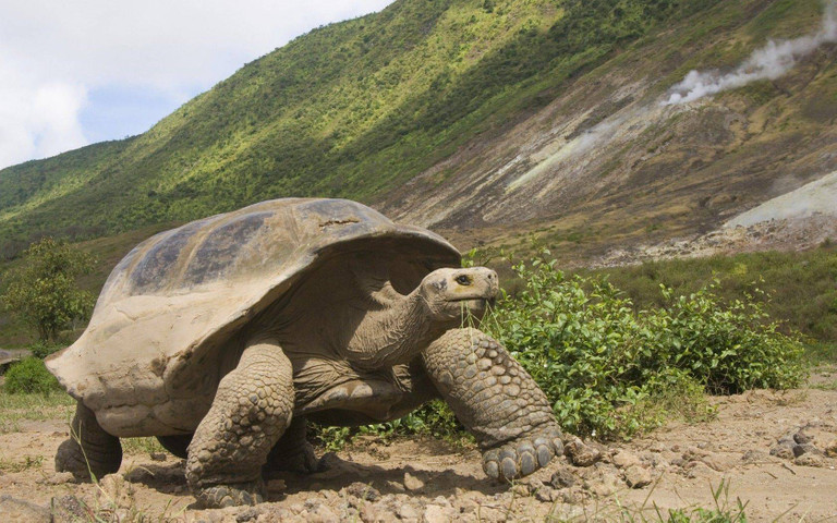 Largest species of turtles: Galapagos Giant Tortoise
