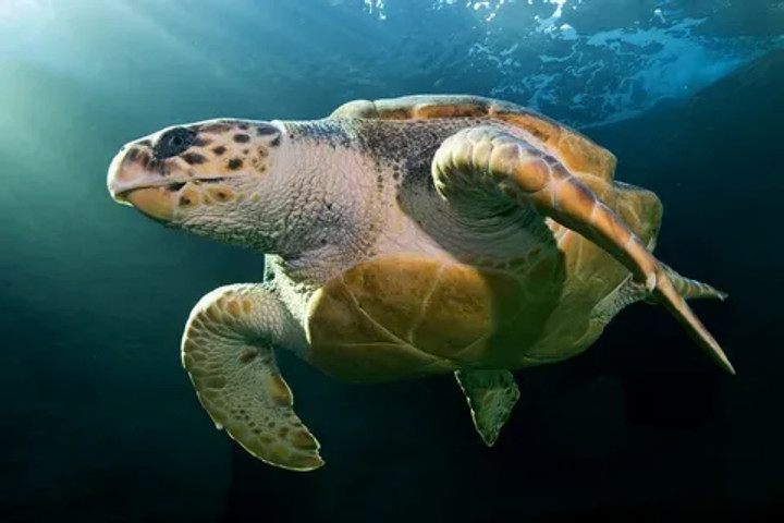 Largest species of turtles: Loggerhead Sea Turtle