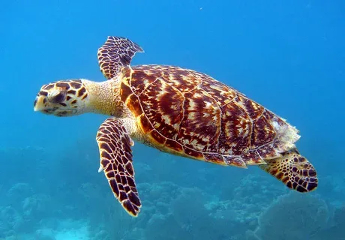 Largest species of turtles: Hawksbill Sea Turtle