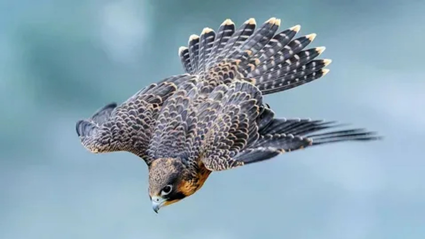 Bravest animals ever: Peregrine Falcon