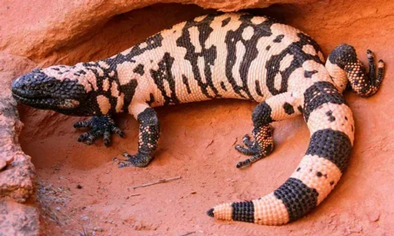 Most venomous lizards in the world: Gila Monster