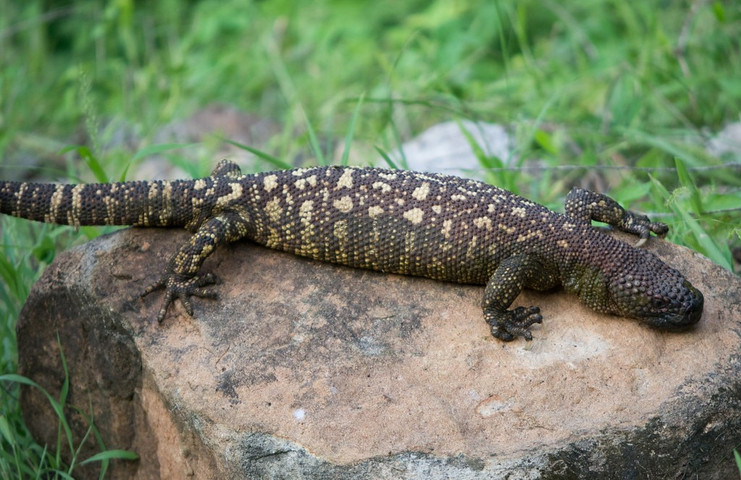 Most venomous lizards in the world: Mexican Beaded Lizard
