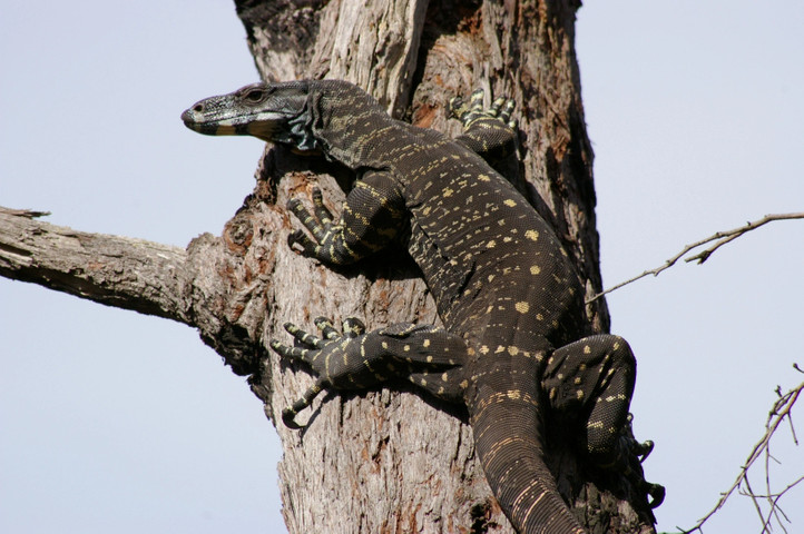 Most venomous lizards in the world: Lace Monitor