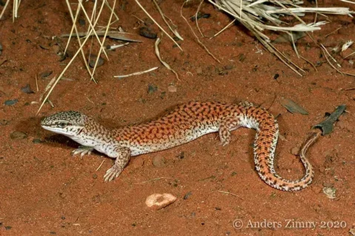 Most venomous lizards in the world: Short-tailed Monitor