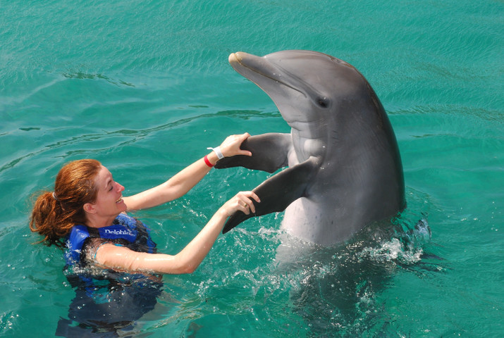 Fun facts about dolphins: social creatures