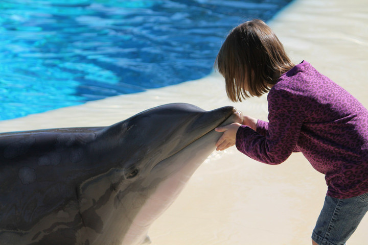 Fun facts about dolphins: altruistic behavior