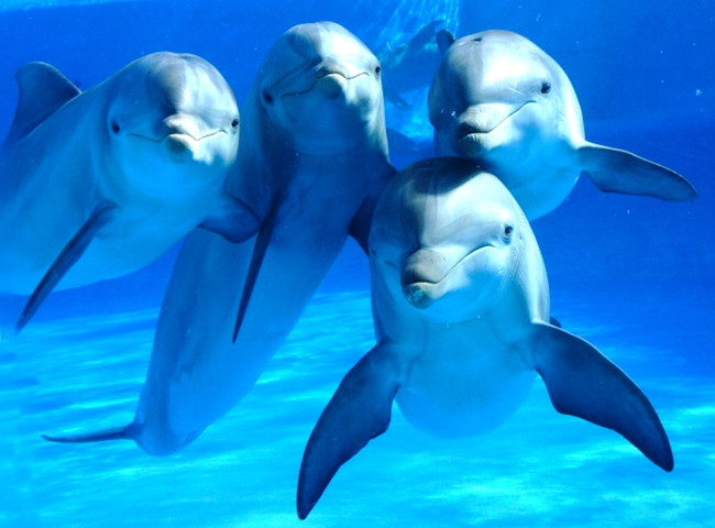 Fun facts about dolphins: dolphin community.