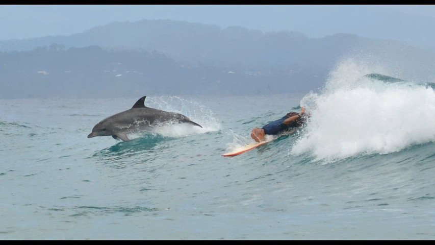 Fun facts about dolphins: surfing
